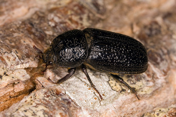 Rhinoceros Beetle