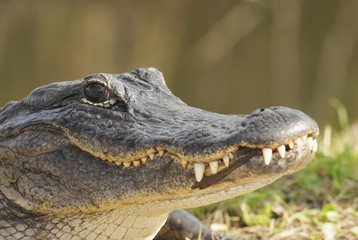 Alligator Head Shot