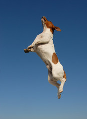jack russel sportif