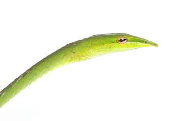 green tree snake