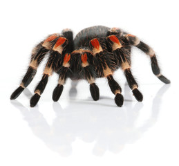 Mexican redknee tarantula
