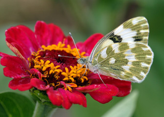 The white butterfly sits on a red flower