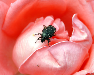 The bug sits on a pink bud