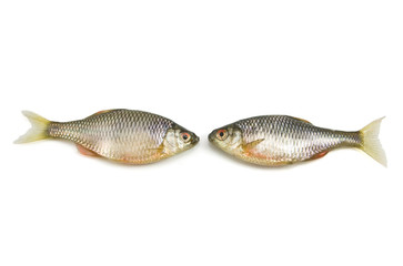 Fish on white background