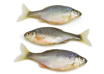 Fish on white background