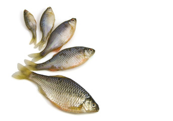 Fish on white background