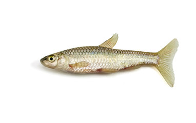 Fish on white background