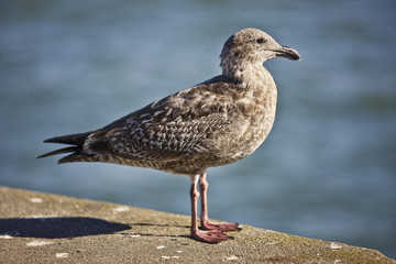 San Francisco California, In November