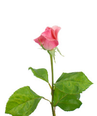 Obraz premium As sweet As A Rosebud