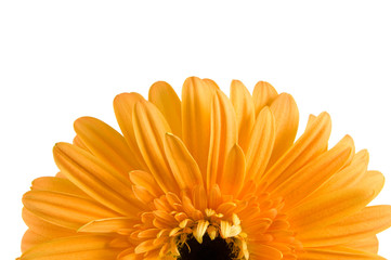 Orange gerber with stem isolated on white background