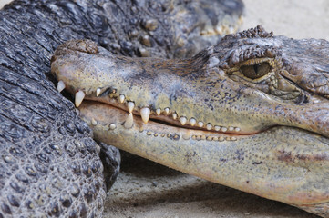 Kaiman Aligator lächelt hinterhältig und zeigt Gebiss