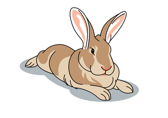 Cute brown bunny
