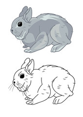 Gray fat bunny