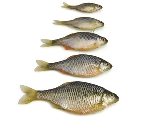 Fish on white background