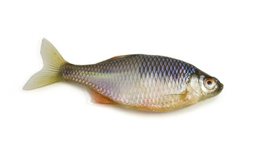 Obraz premium Fish on white background