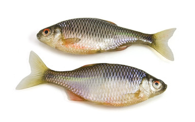 Two Fish on white background