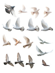 many posture of pigeon flight