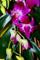 Orchids