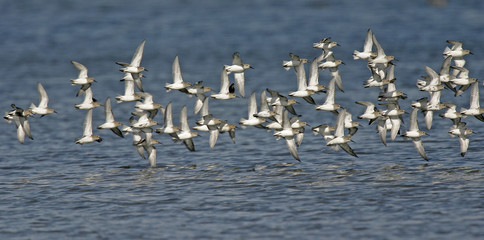 Vol de bécasseaux