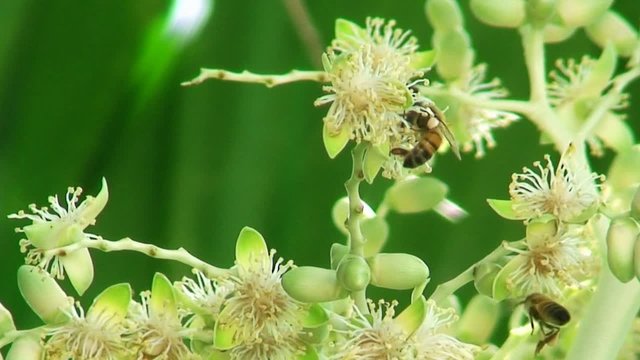 Abeilles sur fleurs de palmiers.
