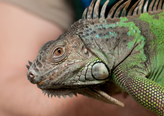 Portrait eines grünen Leguan