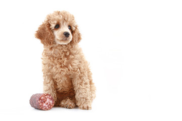 Puppy poodle near sausage, on white background