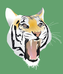grin and sharp teeth of the tiger made angry