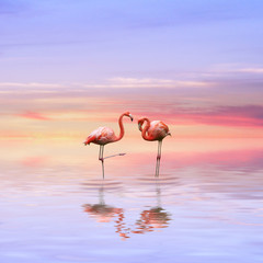 Flamingos love - obrazy, fototapety, plakaty