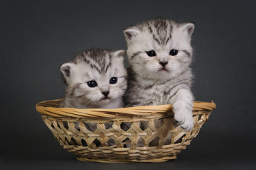 Fototapeta na wymiar Two British Shorthair kittens.