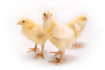Chicken