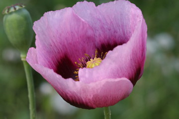 coquelicot mauve