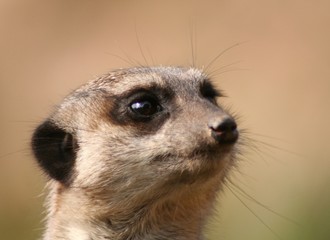 Erdmännchen