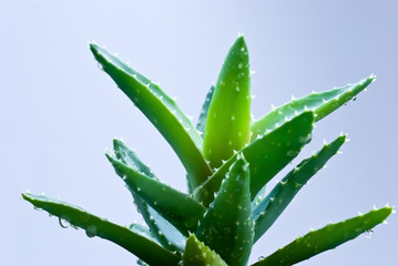 aloe vera mit tropfen - isoliert