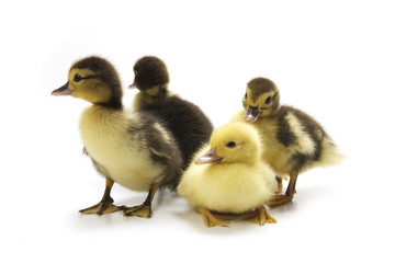 Ducklings