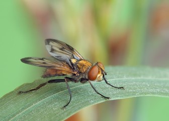Ectophasia crassipennis M