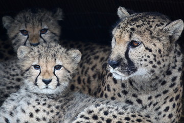 Naklejka premium Guepard #3