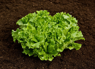 Salade