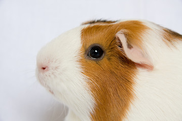 Meerschweinchen2