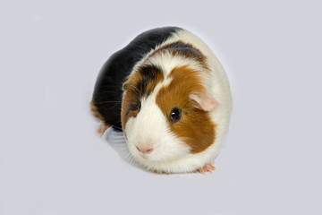 Meerschweinchen1