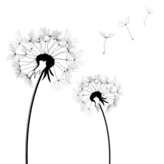 Dandelion silhouettes isolated over white square background