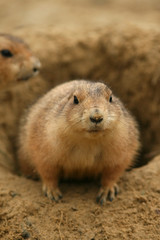 Little priarie dog