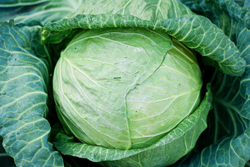 Head of fresh cabbage with a lot of leaves