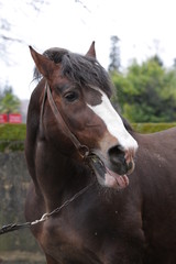 Obraz premium Cheval,Percheron