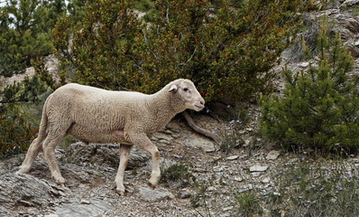 Obraz na płótnie Canvas Mouton (Ovis aries) - Alpes de Haute Provence, France