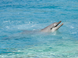 Naklejka premium dolphin