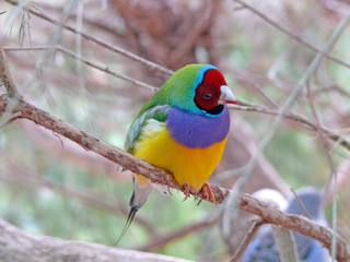 gouldian finch