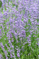 Obraz premium field with many flowers of lavender