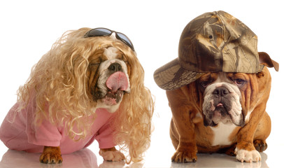 funny bulldog couple dressed up as a blonde girl and a dude