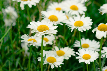 Fototapeta premium field with white daisies