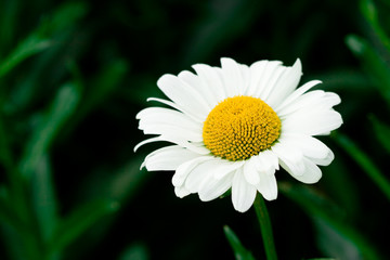 Obraz premium white chamomile on green field